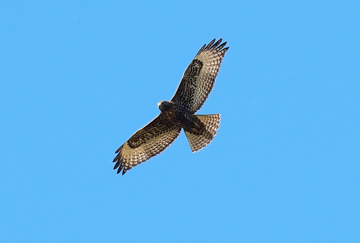 Red-tailed Hawk (Harlan's) - ML609807664