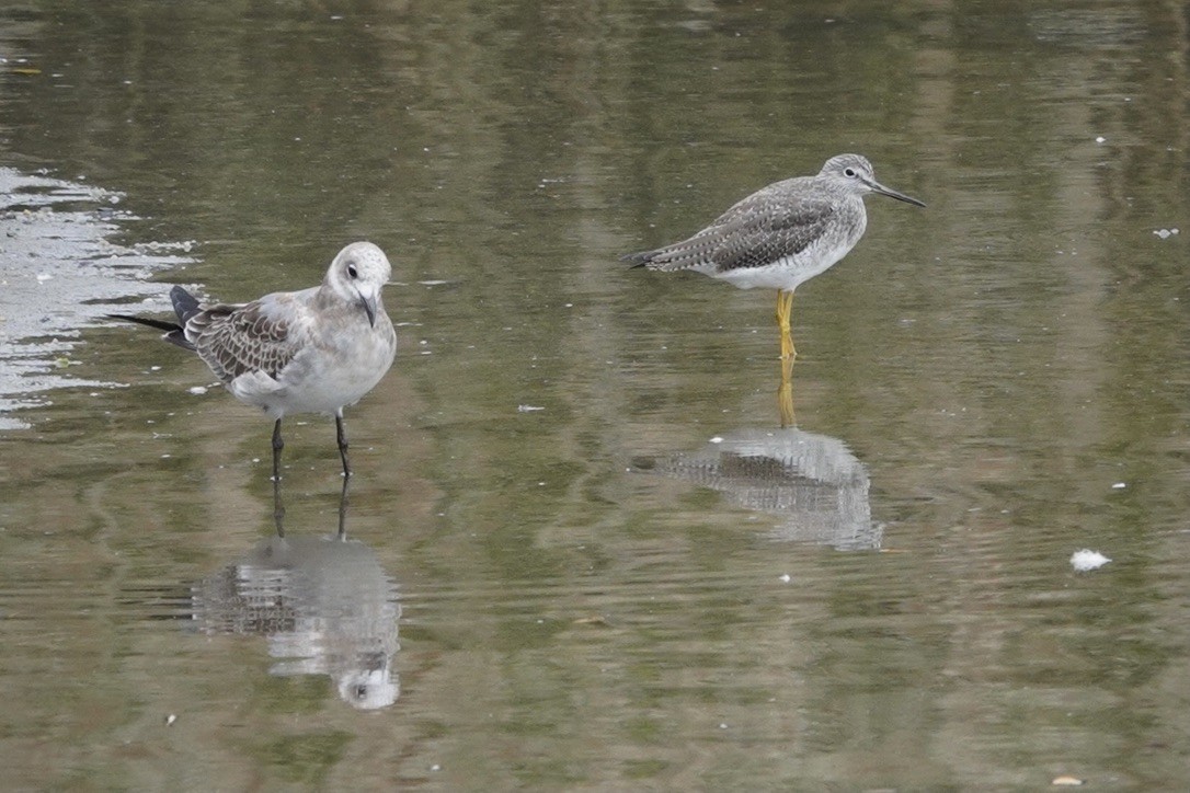 Greater Yellowlegs - Anonymous