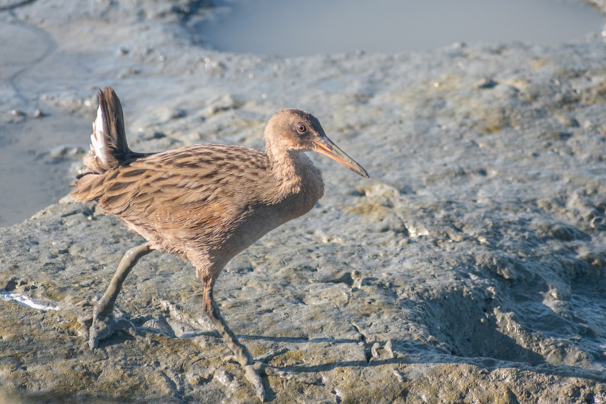 Ridgway's Rail (San Francisco Bay) - ML609807698