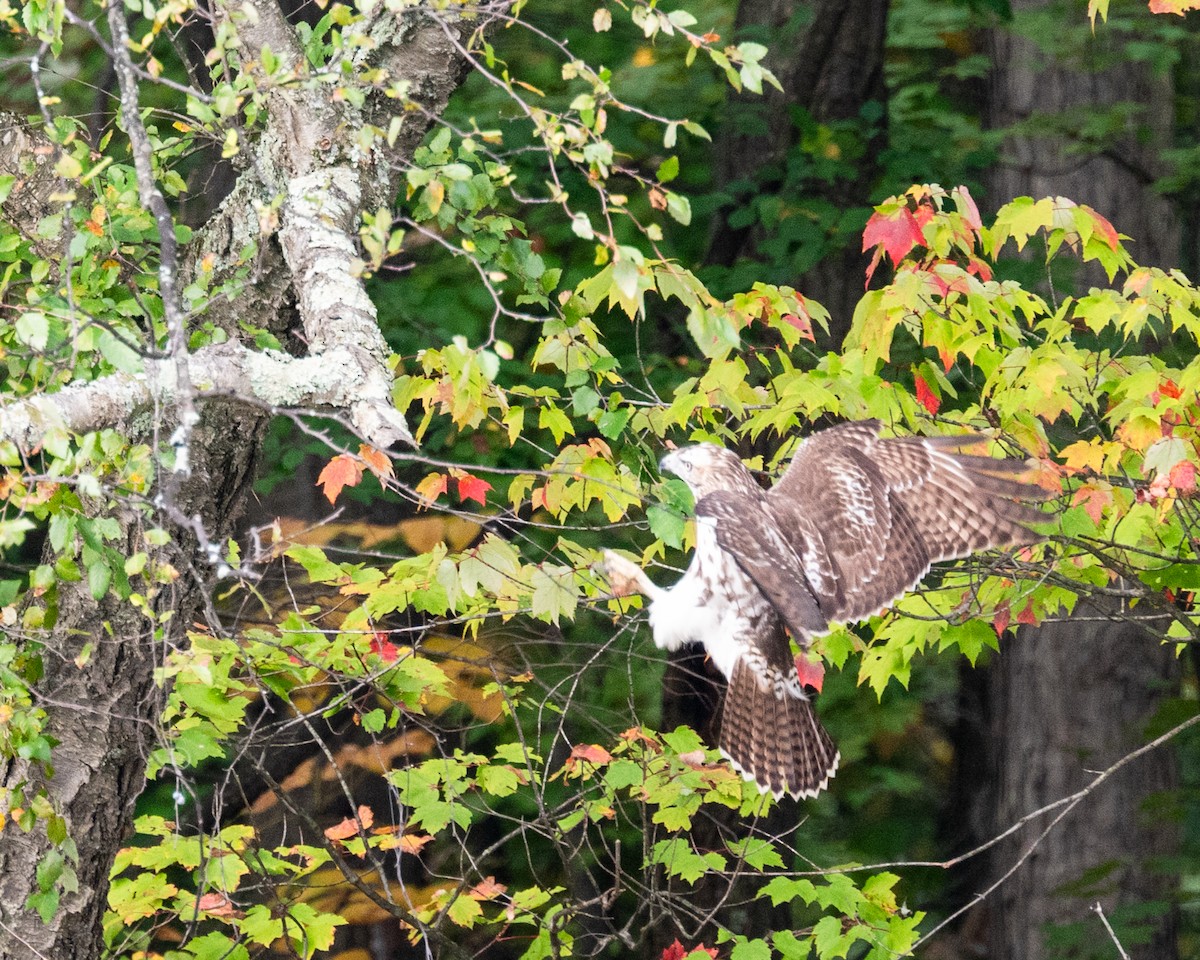 Red-tailed Hawk - ML609807753