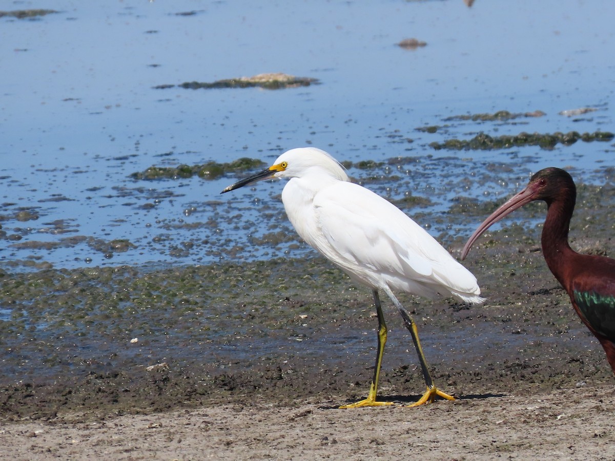 Snowy Egret - ML609807769