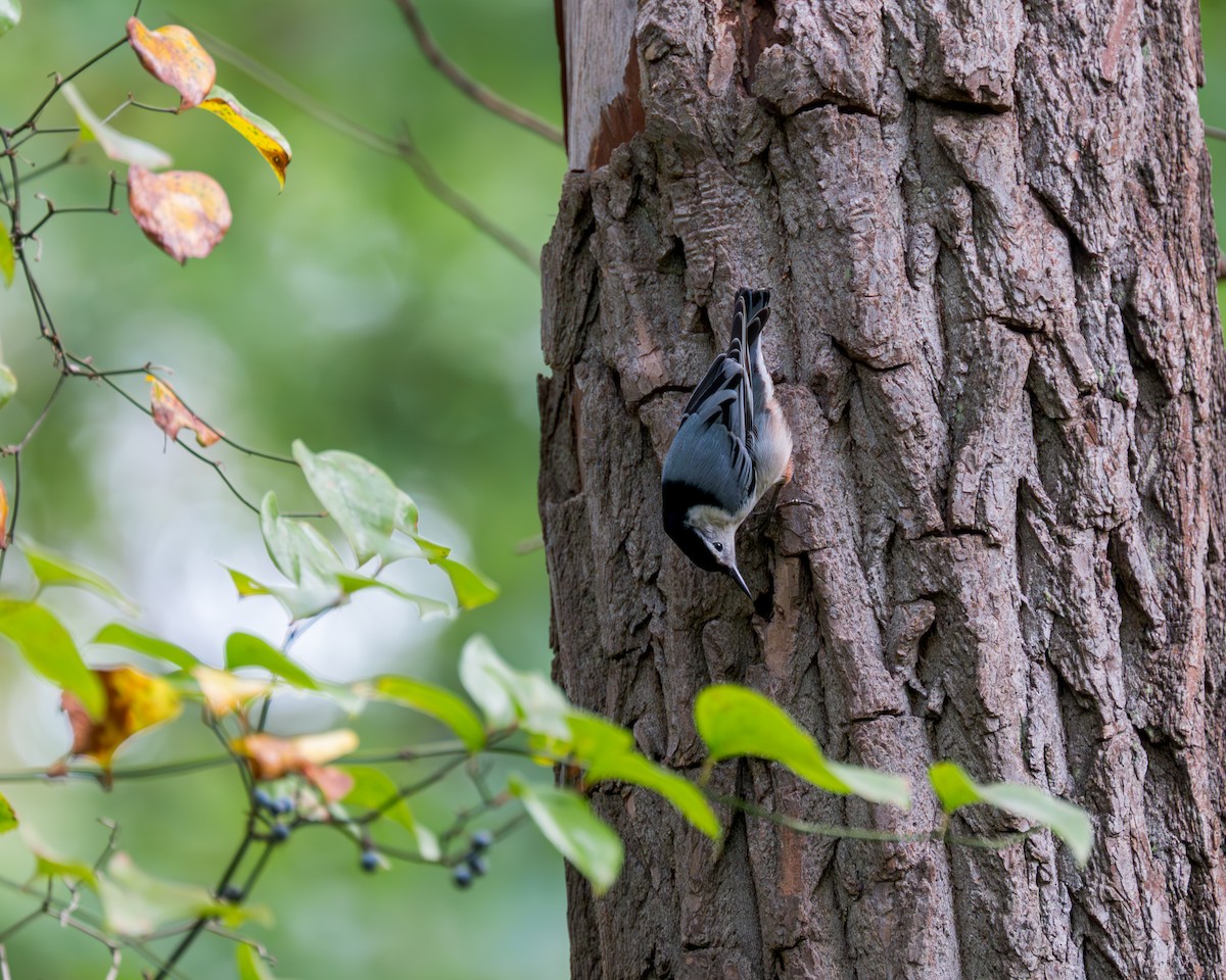 White-breasted Nuthatch - ML609807777