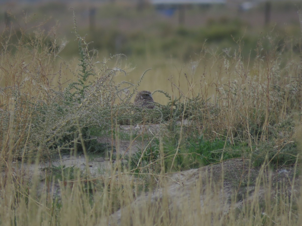 Burrowing Owl (Western) - ML609807819