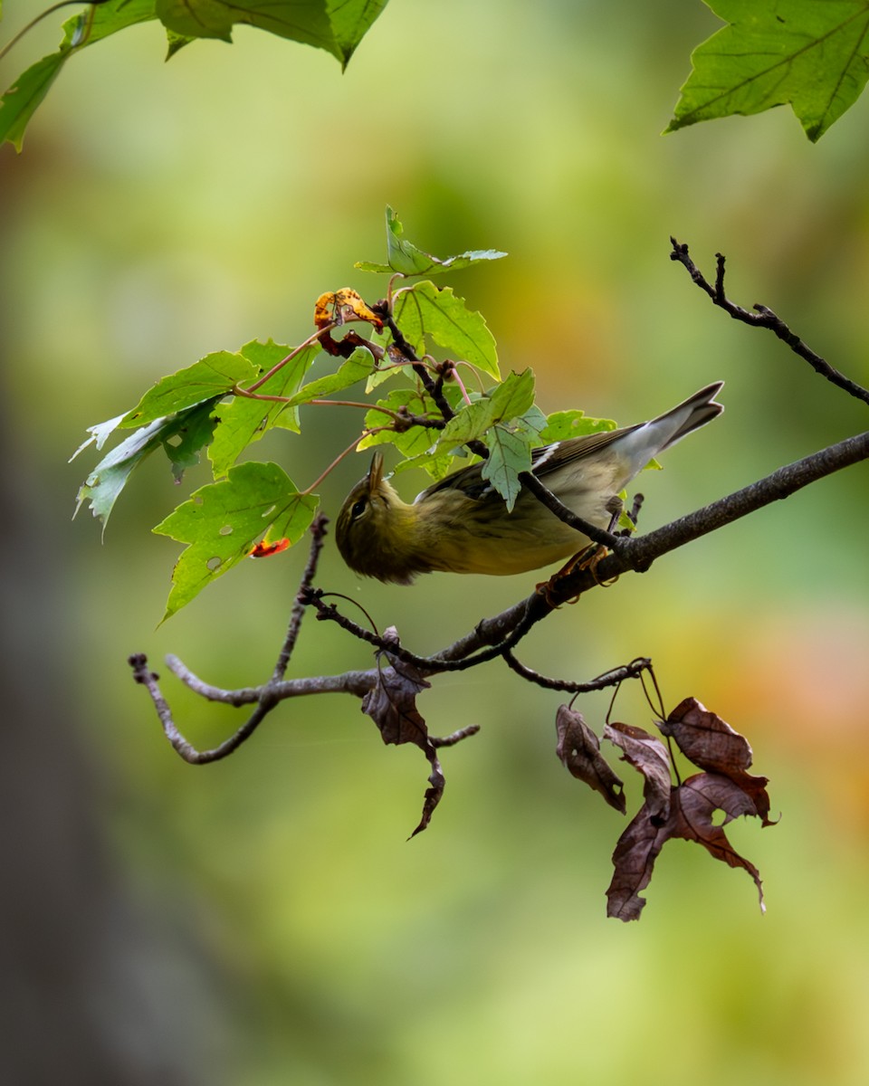 Blackpoll Warbler - ML609807834