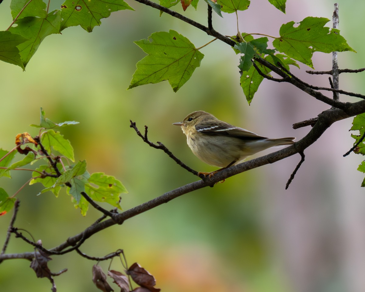Blackpoll Warbler - ML609807835