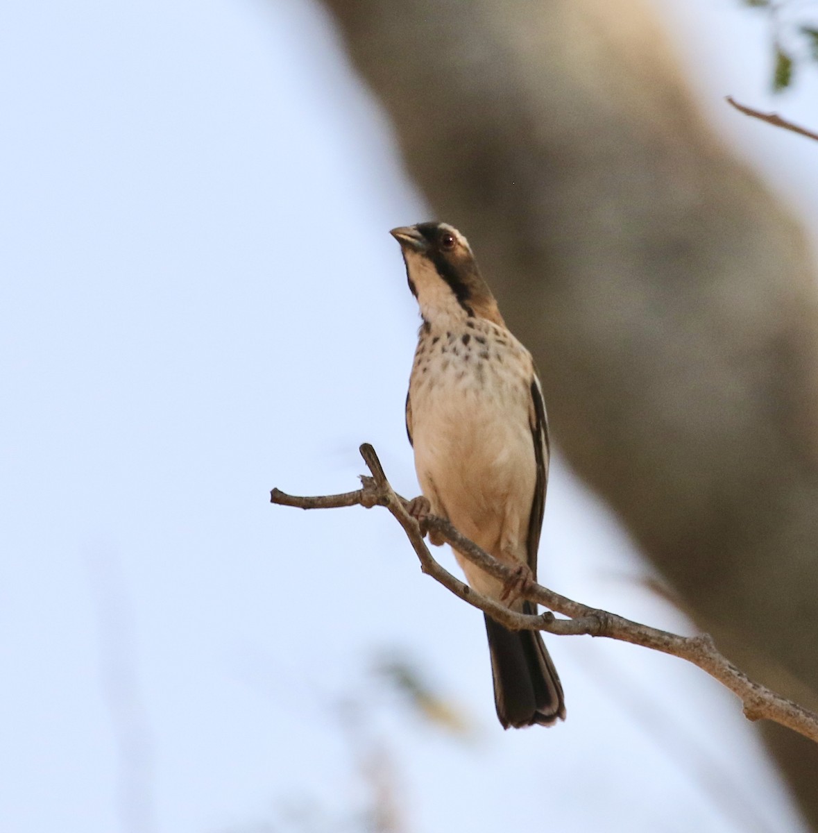 White-browed Sparrow-Weaver (Spot-chested) - ML609807850