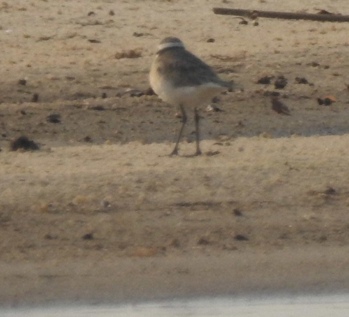 Kittlitz's Plover - linda kleinhenz