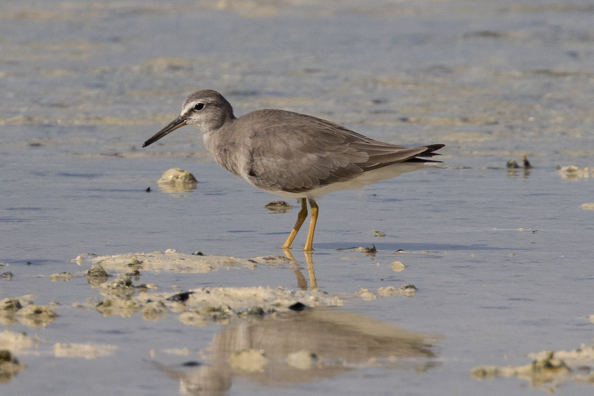 Gray-tailed Tattler - ML609807957