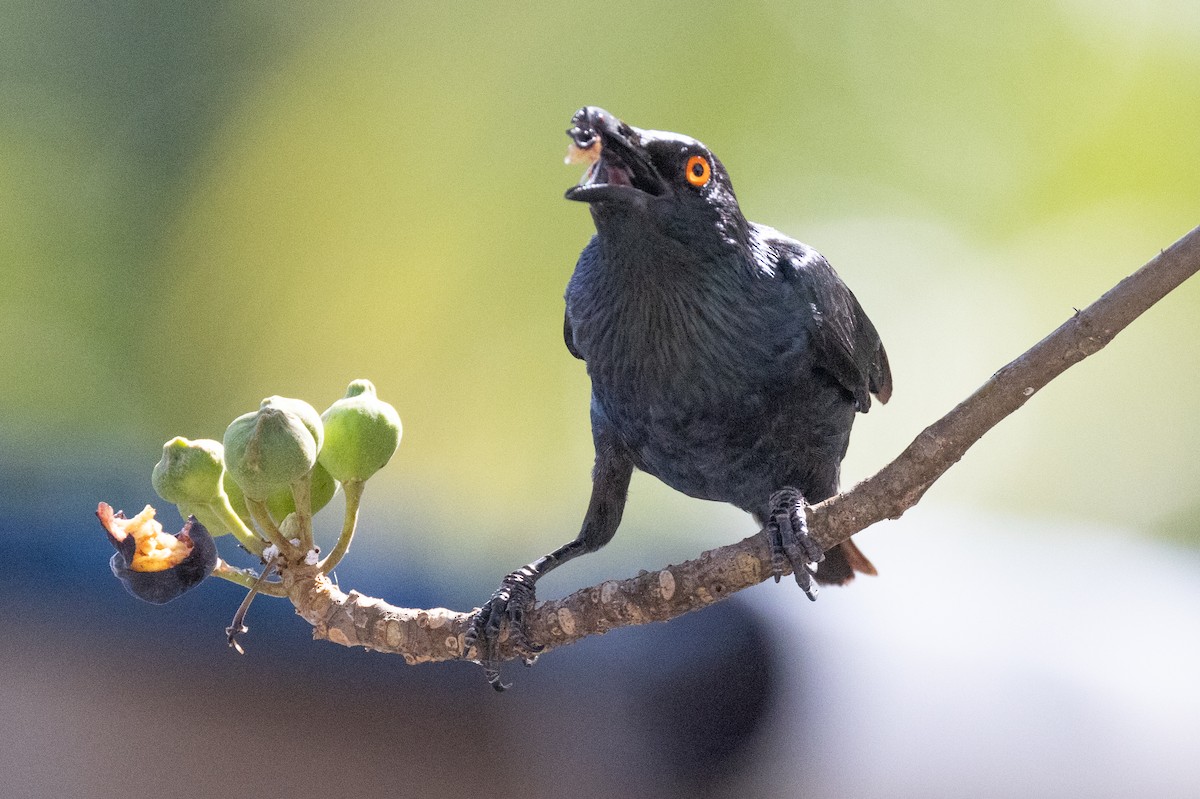 Singing Starling - ML609807984