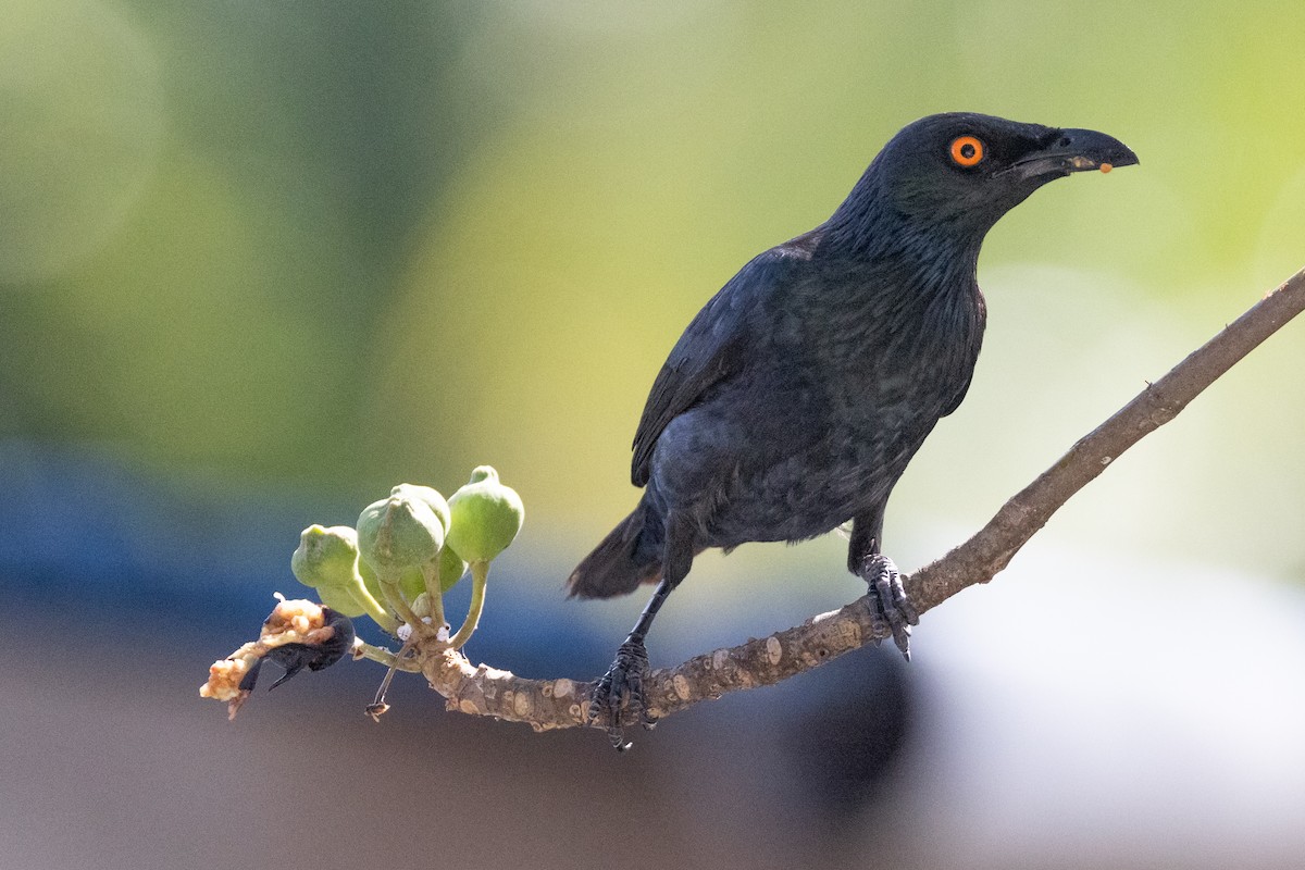 Singing Starling - ML609807985