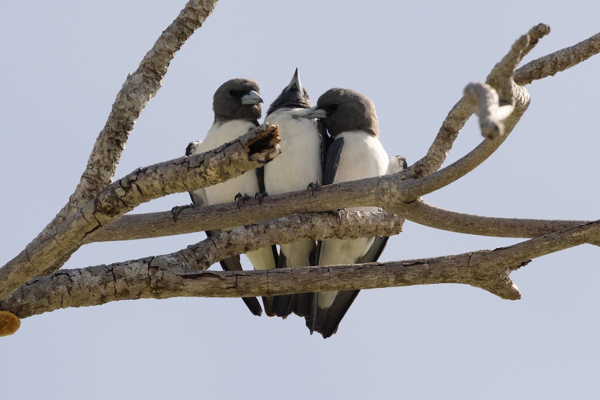 White-breasted Woodswallow - ML609807991