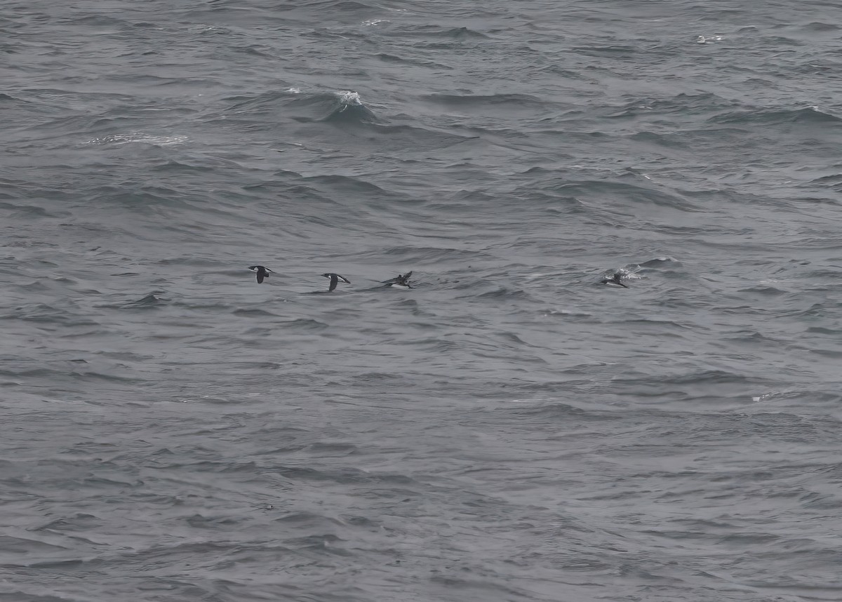 Dickschnabellumme - ML609808062