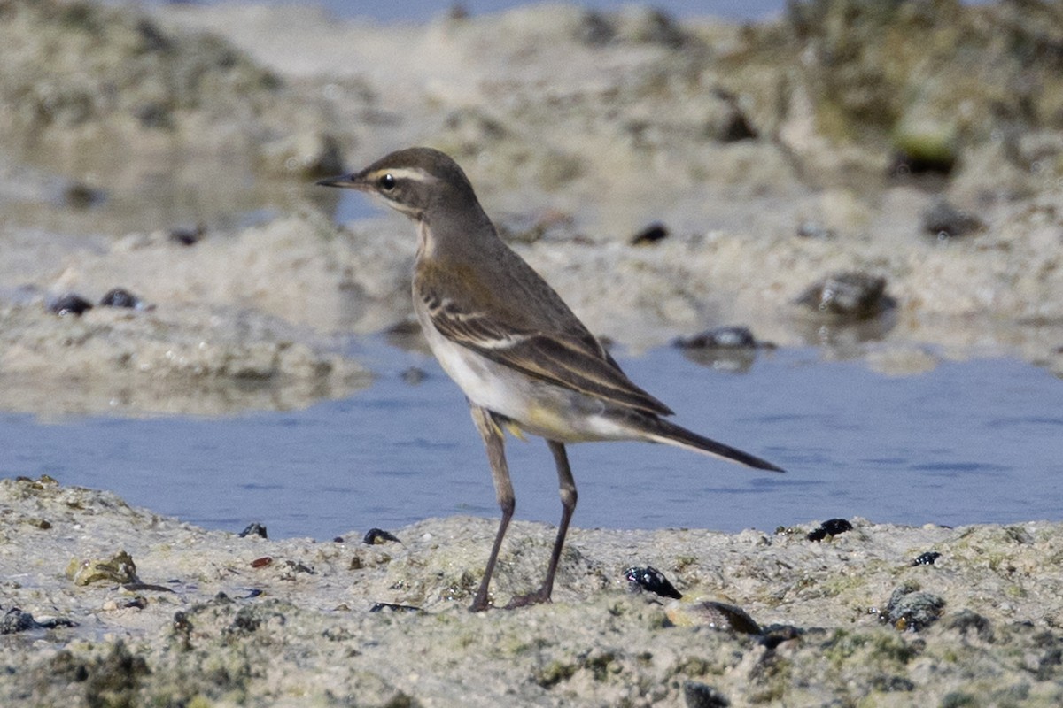 Eastern Yellow Wagtail - ML609808065