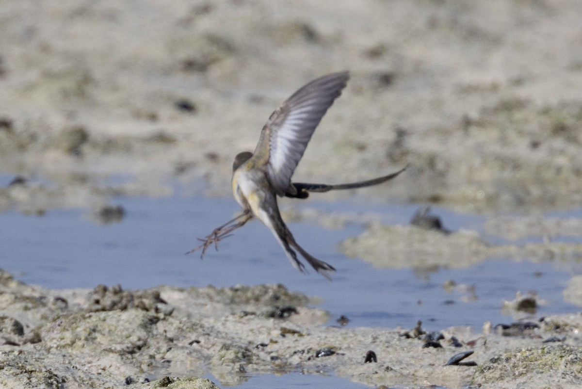 Eastern Yellow Wagtail - ML609808066