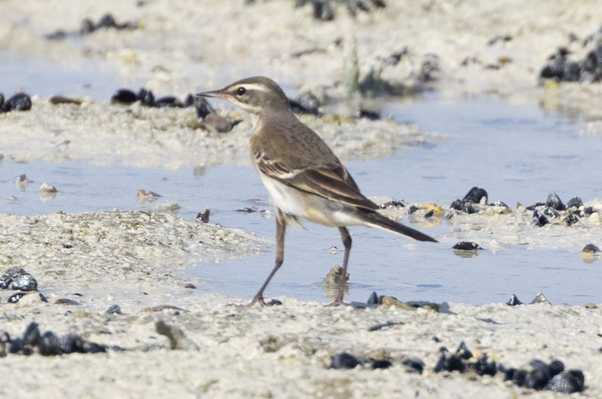 Eastern Yellow Wagtail - ML609808067