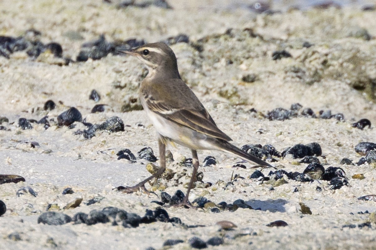 Lavandera de Chukotka - ML609808068