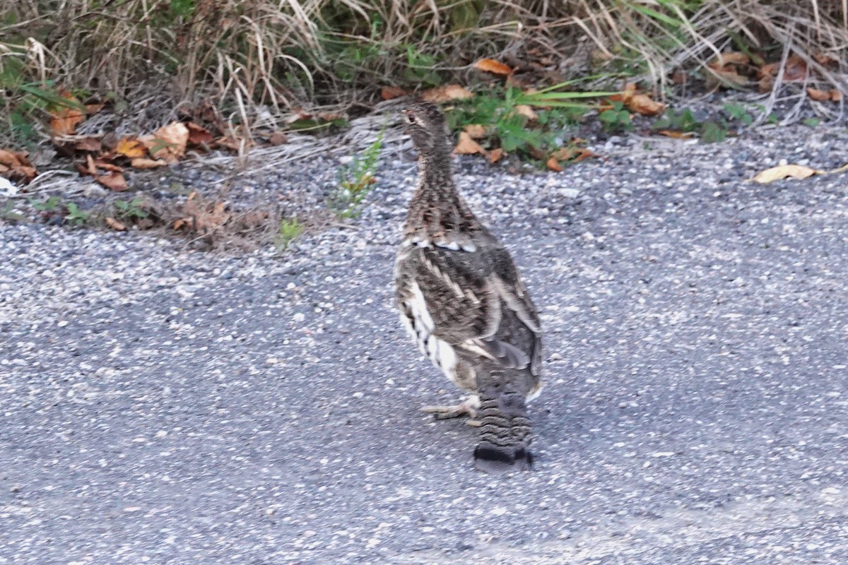 Ruffed Grouse - ML609808072