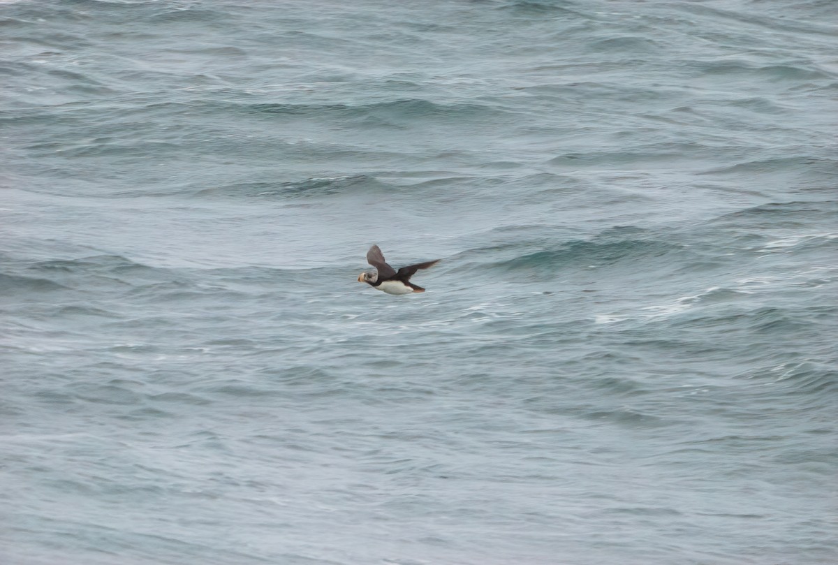 Horned Puffin - ML609808081