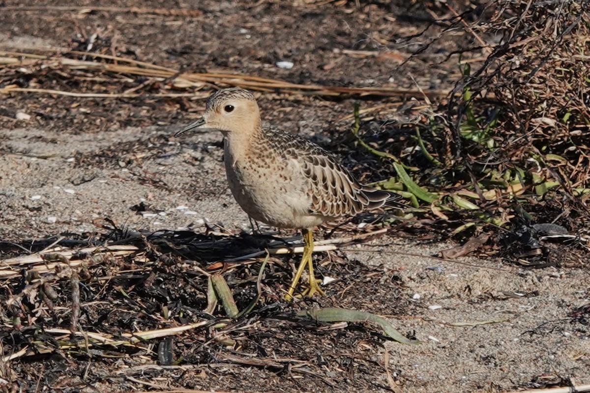 Buff-breasted Sandpiper - ML609808082