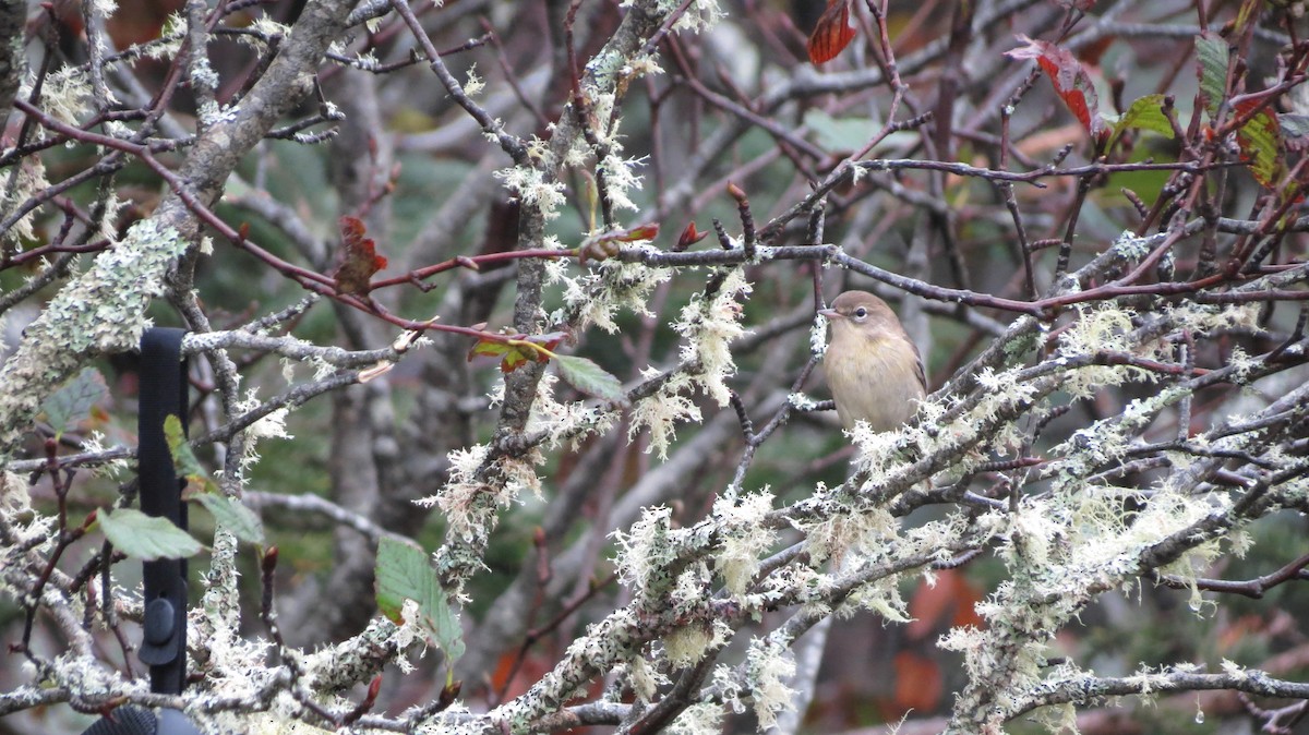 Pine Warbler - ML609808126