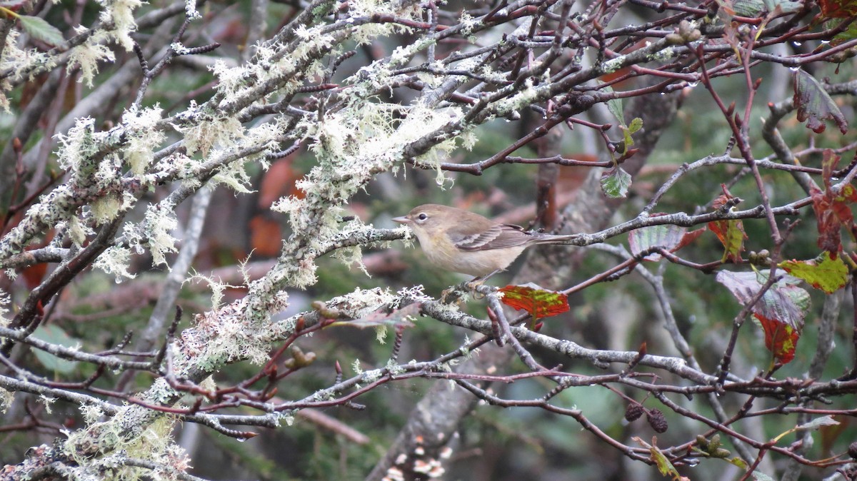 Pine Warbler - ML609808135