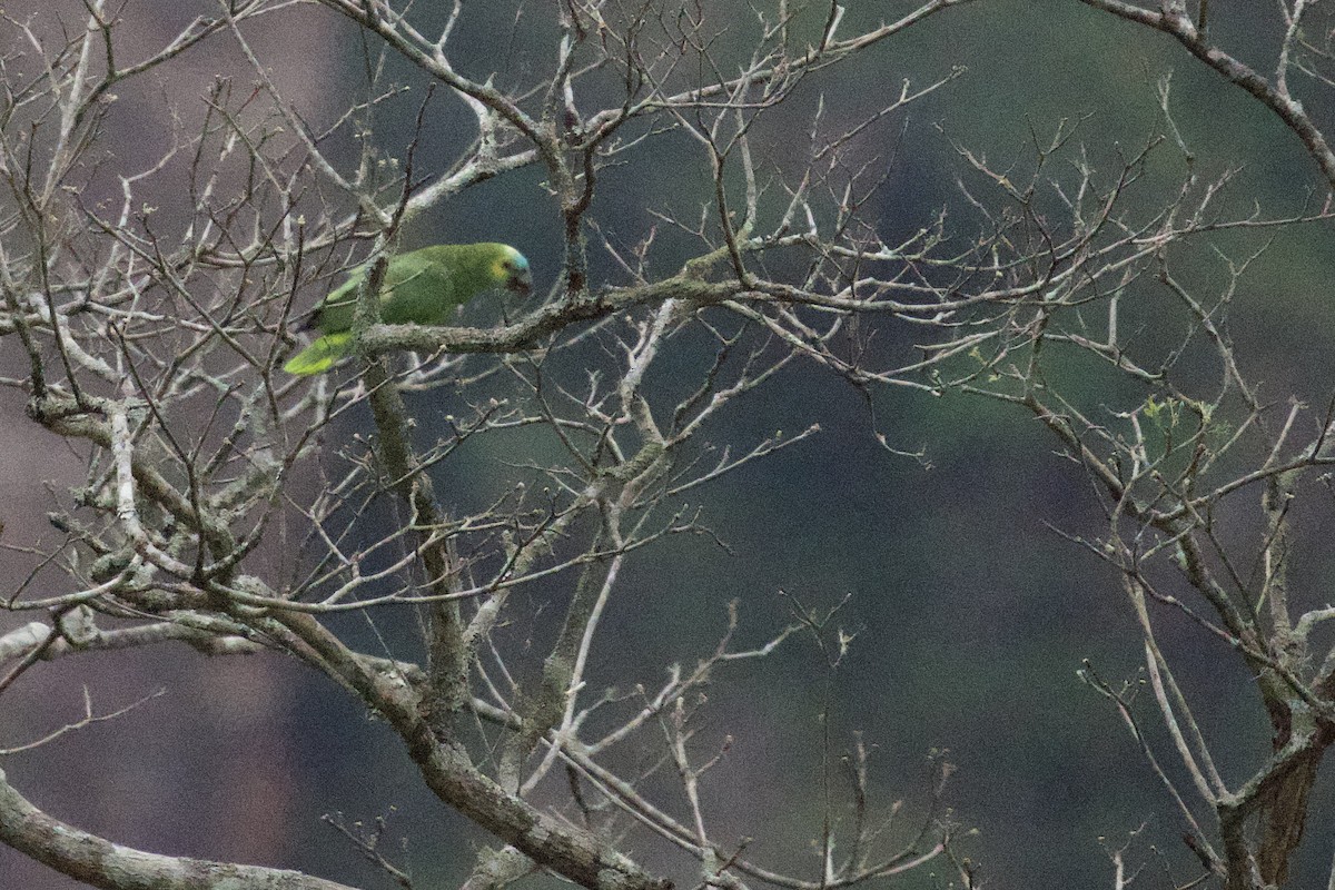 Turquoise-fronted Parrot - ML609808163