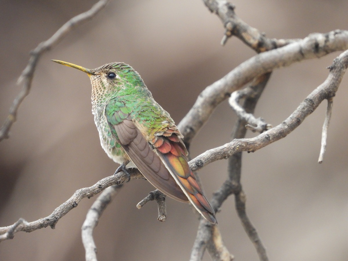 Red-tailed Comet - ML609808185