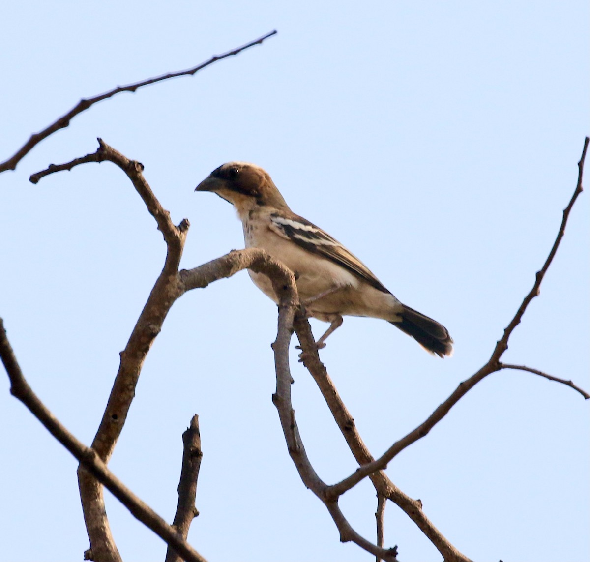 White-browed Sparrow-Weaver (Spot-chested) - ML609808186