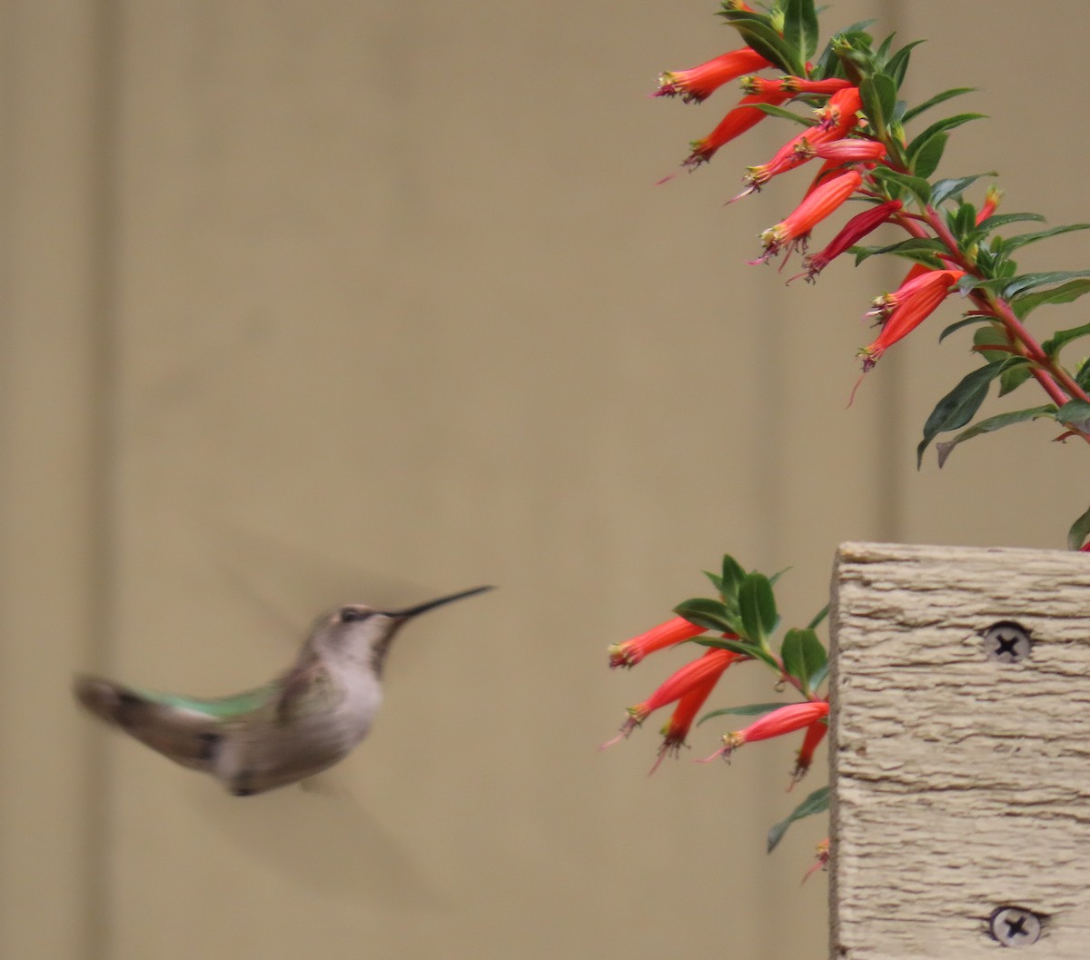 Anna's Hummingbird - ML609808201