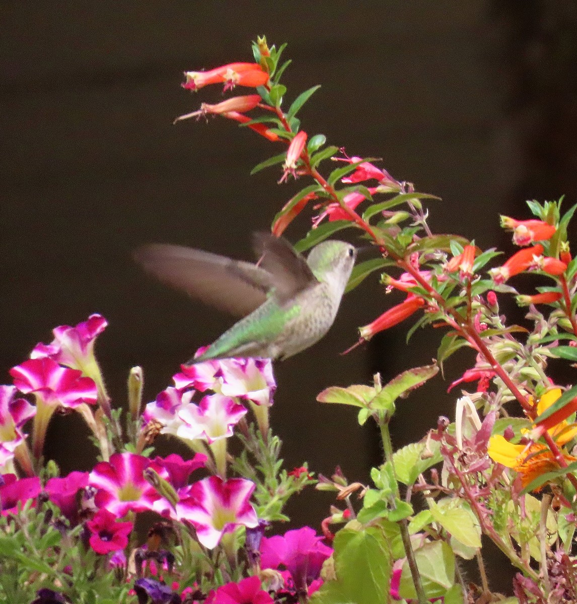 Anna's Hummingbird - ML609808202