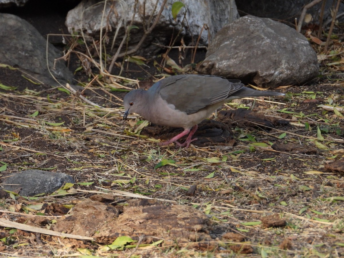 White-tipped Dove - ML609808205