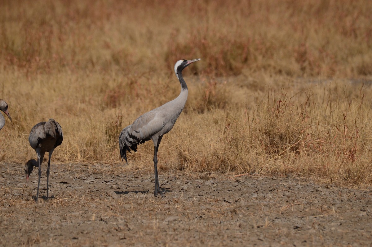 Common Crane - ML609808207