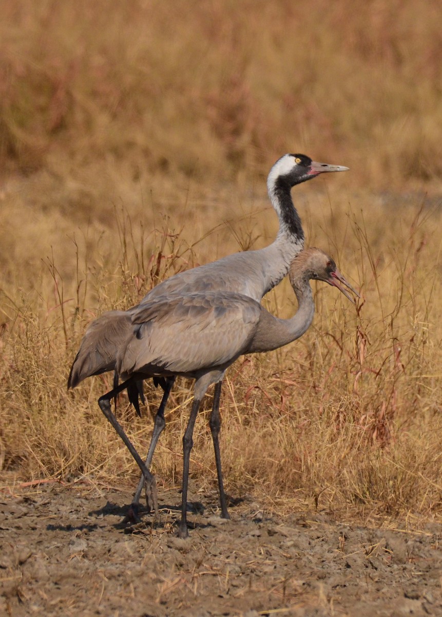 Common Crane - Premchand Reghuvaran