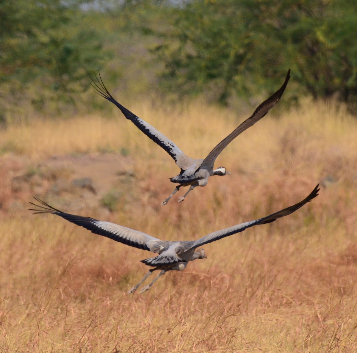 Common Crane - ML609808217