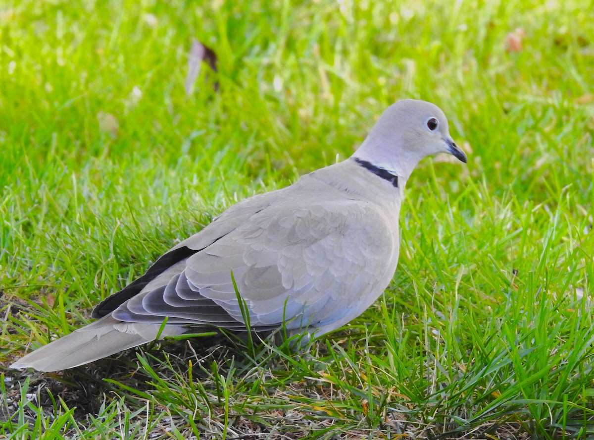 tyrkerdue - ML609808285