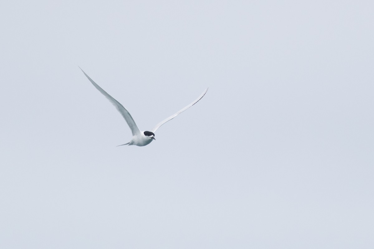 White-fronted Tern - ML609808368