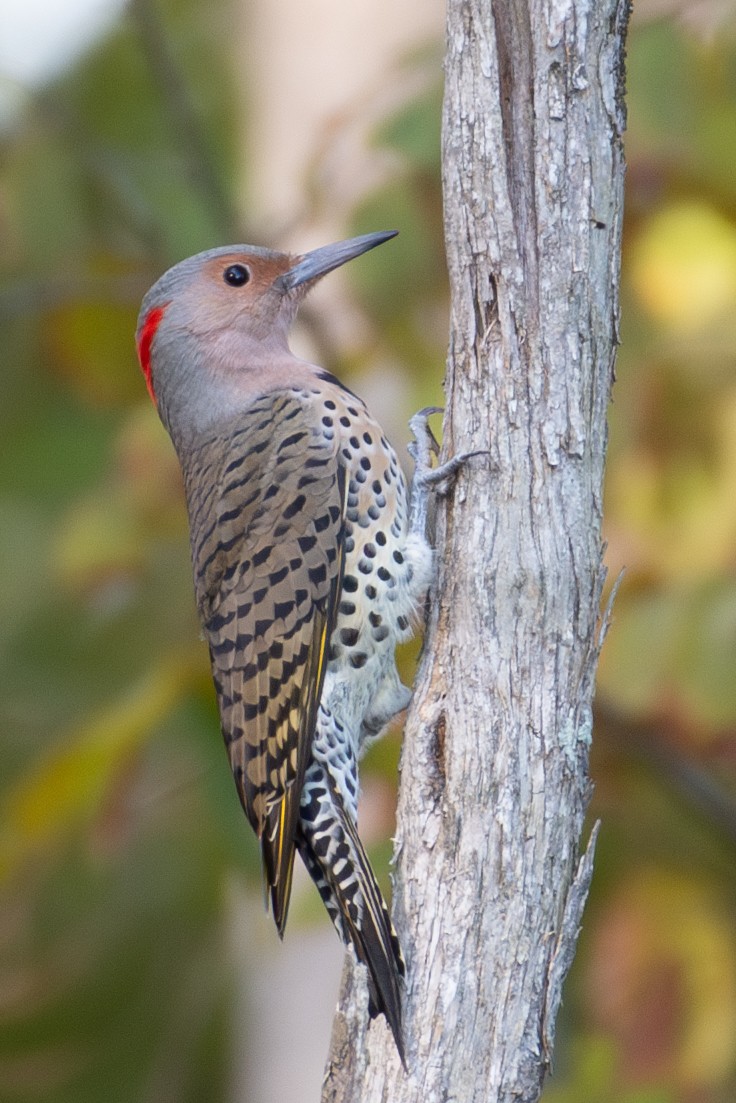 Northern Flicker - ML609808393