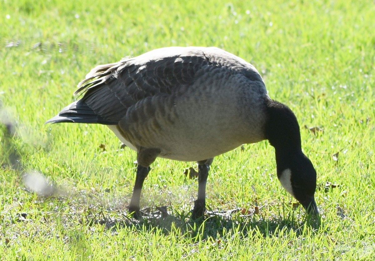 Cackling Goose - ML609808430