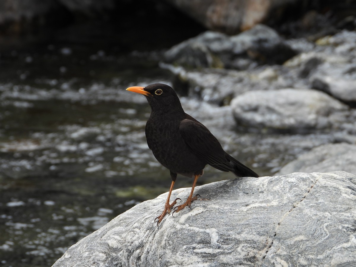 Chiguanco Thrush - ML609808435