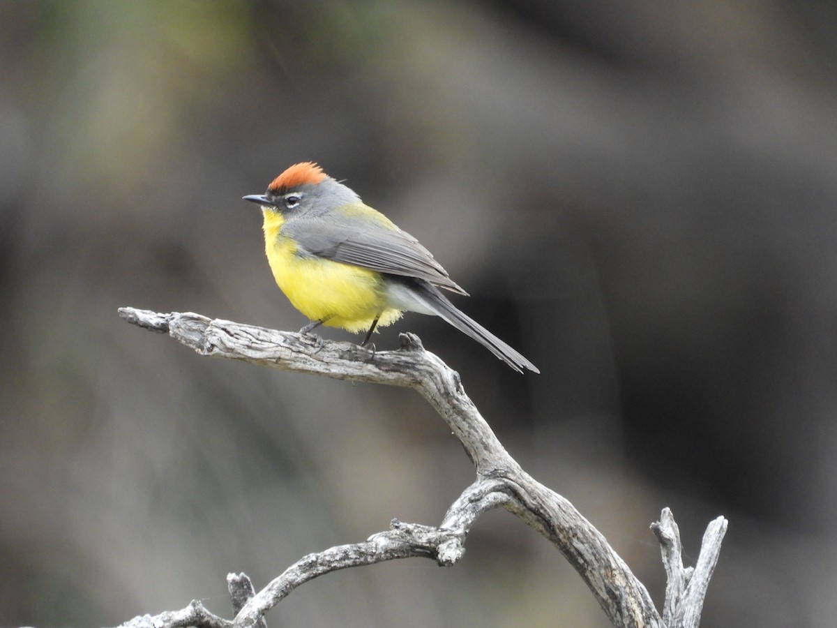 Brown-capped Redstart - Más Aves