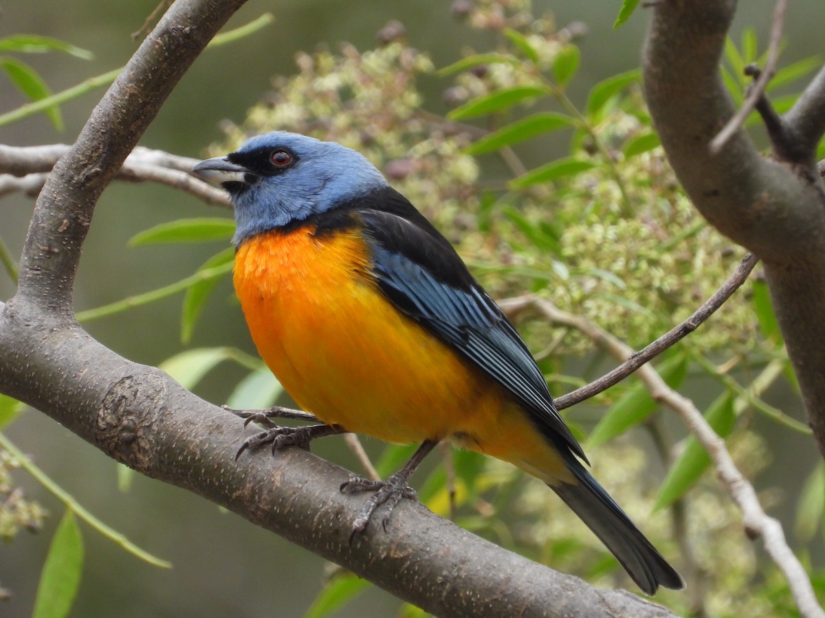 Blue-and-yellow Tanager - ML609808482