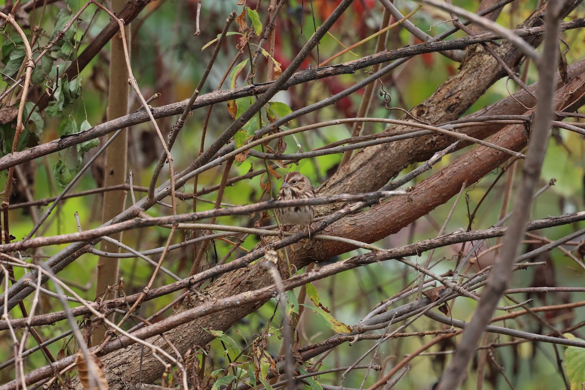 Song Sparrow - Marie Provost