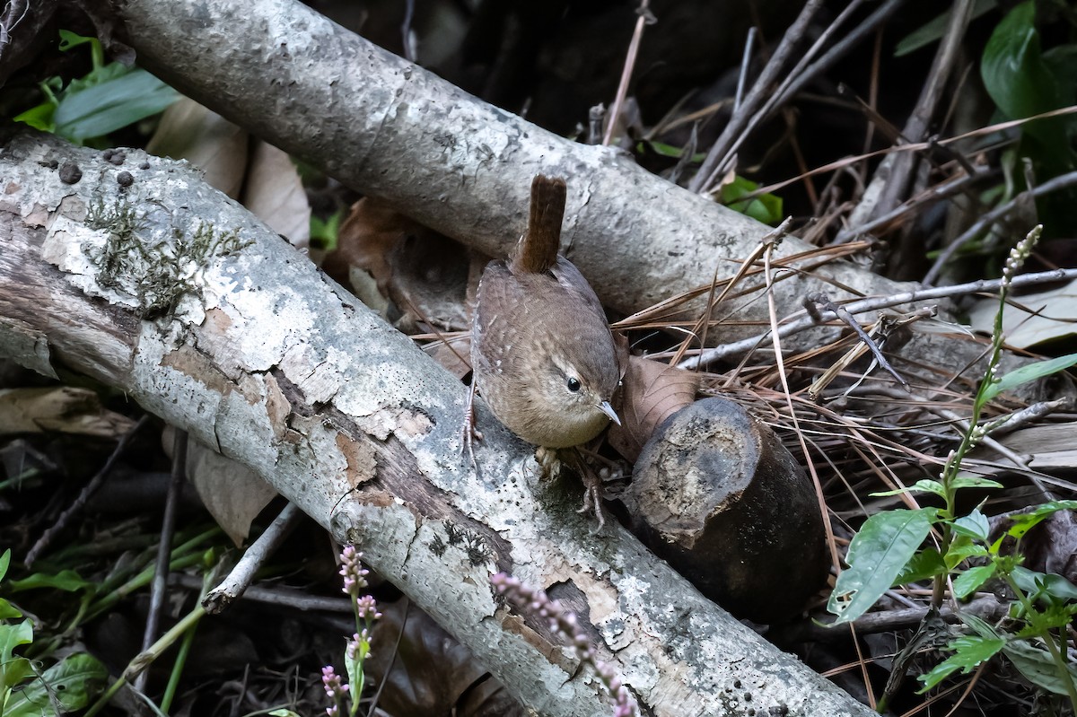 Winter Wren - ML609808568