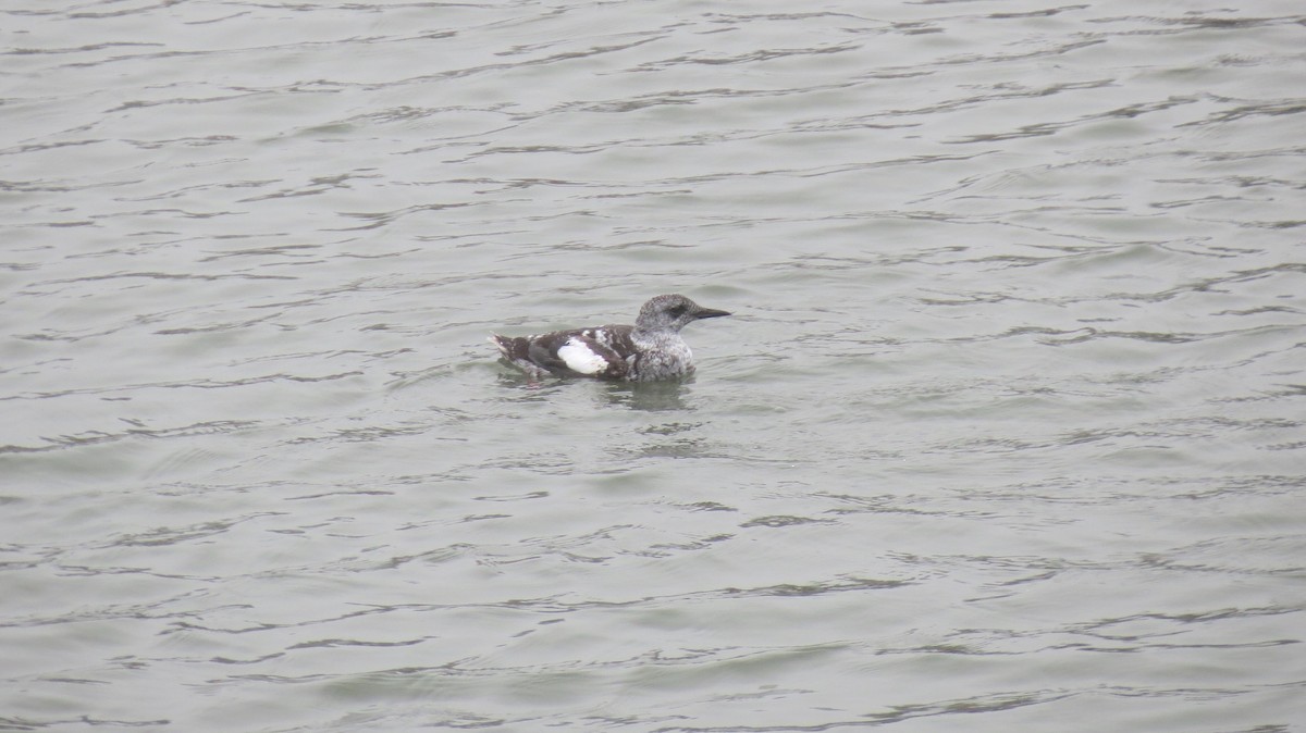 Black Guillemot - ML609808684