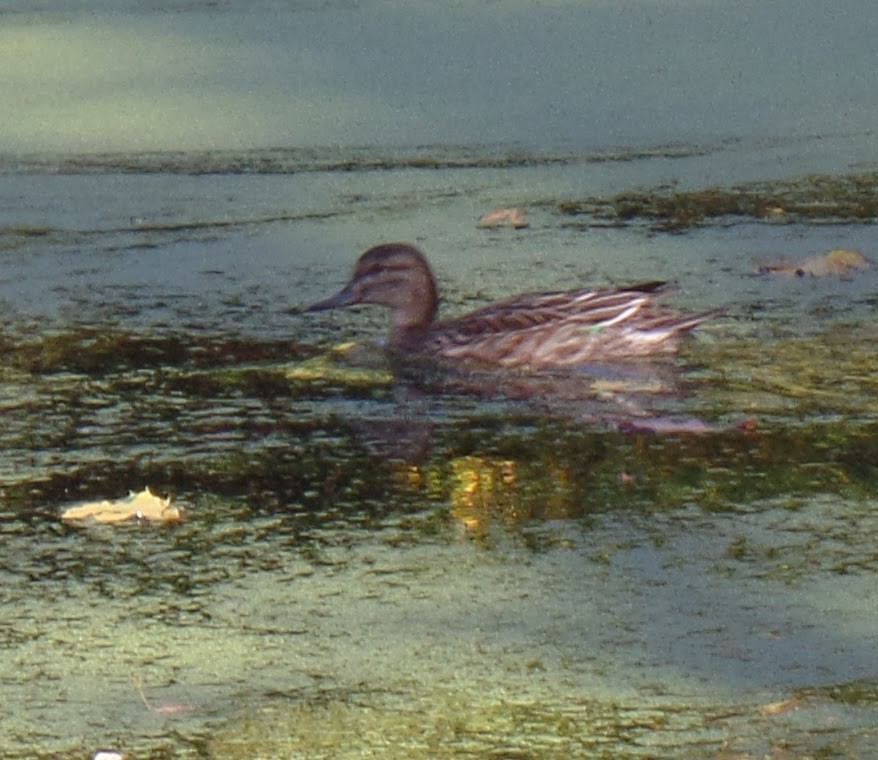 Green-winged Teal - ML609808704