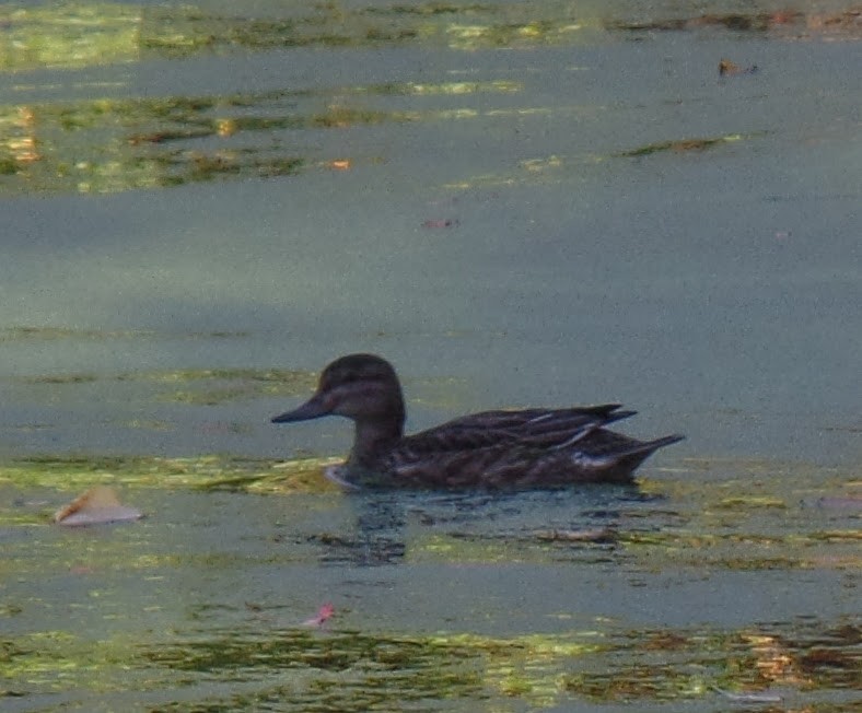 Green-winged Teal - ML609808705