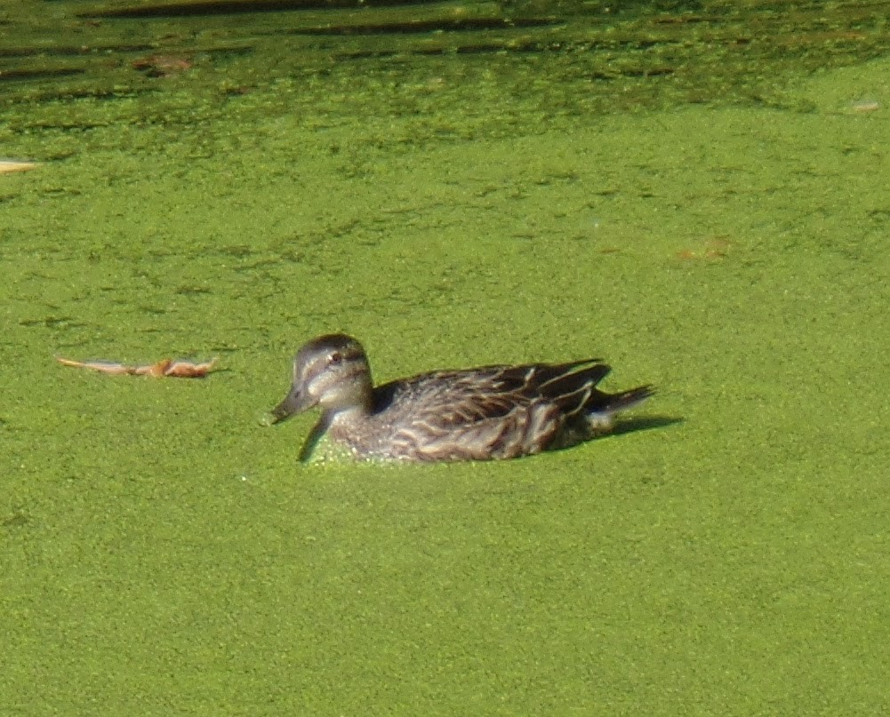 Green-winged Teal - ML609808706