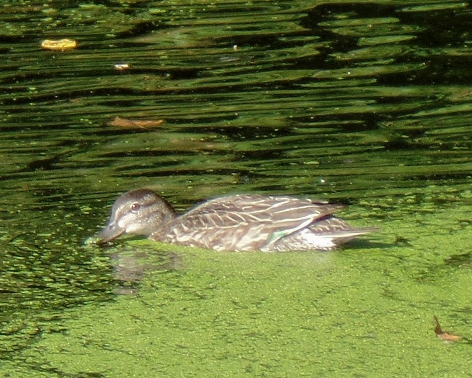Green-winged Teal - ML609808707