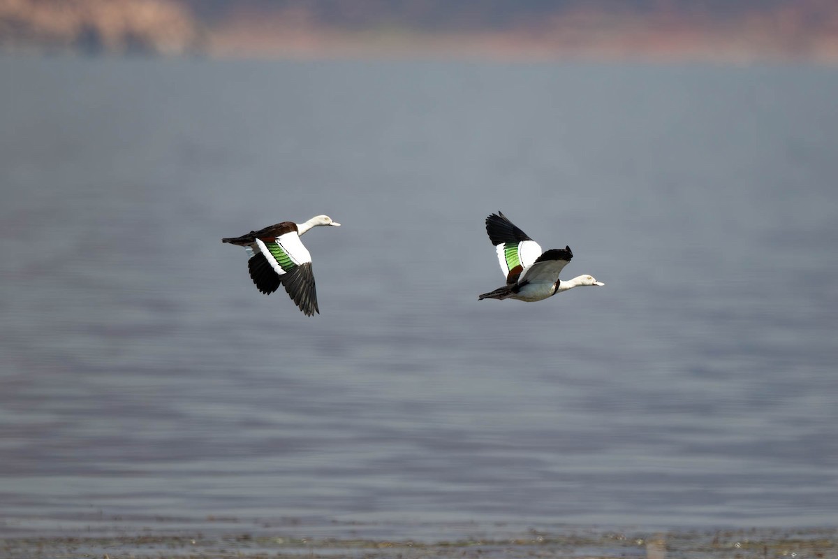 Radjah Shelduck - ML609808788