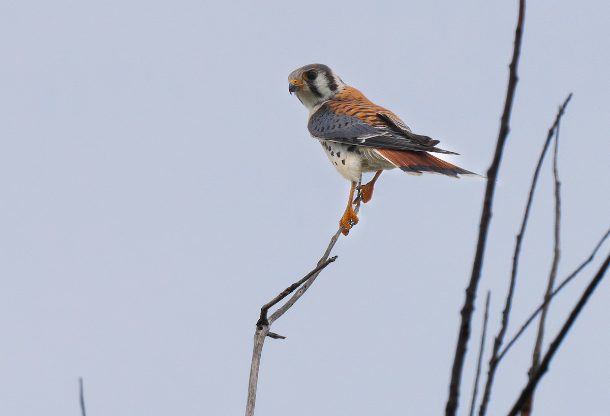 American Kestrel - ML609808797